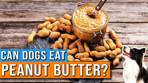 Is Peanut Butter Safe For Dogs – [Vet Explains Pets]